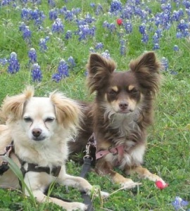 Chester & Lola in the Austin bluebonnets