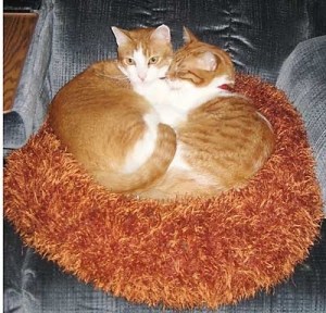 Gizmo & Simba cuddling