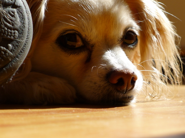 9284981253_7f191d7707_o