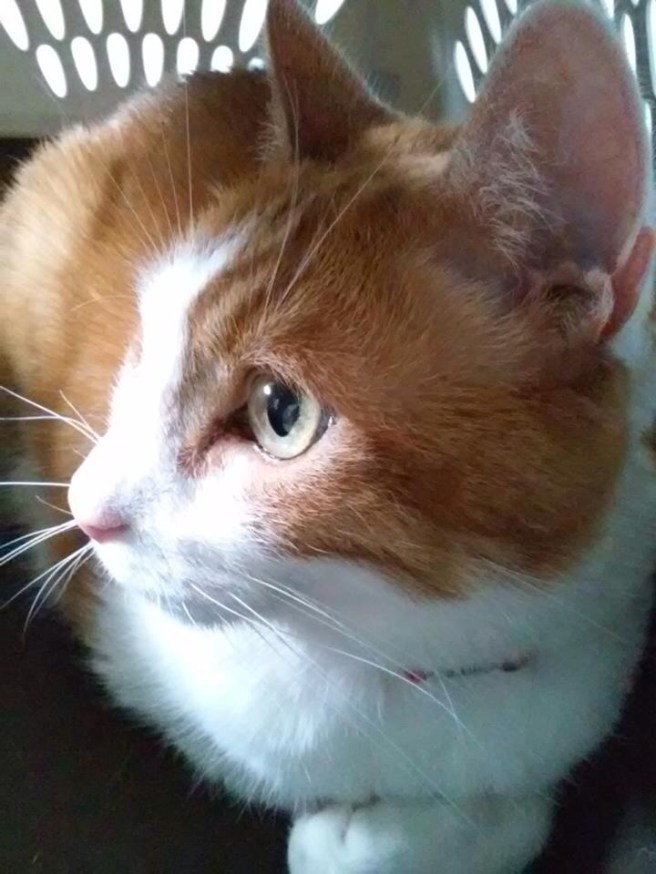 Gizmo hanging in his carrier  at the vet